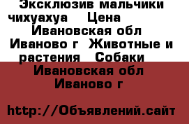 ''Эксклюзив мальчики чихуахуа  › Цена ­ 20 000 - Ивановская обл., Иваново г. Животные и растения » Собаки   . Ивановская обл.,Иваново г.